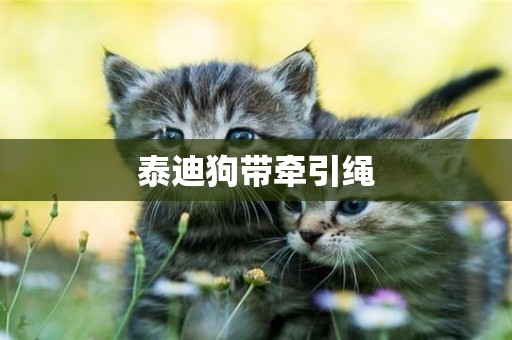 泰迪狗帶牽引繩