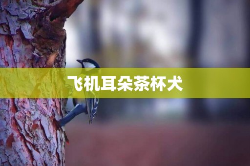 飛機耳朵茶杯犬