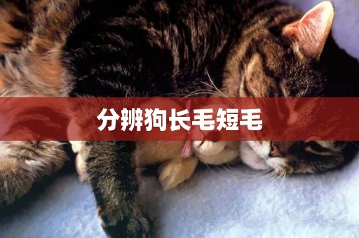 分辨狗長毛短毛