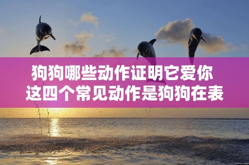狗狗哪些動作證明它愛你 這四個常見動作是狗狗在表達愛意