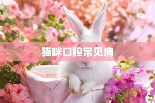 貓咪口腔常見病