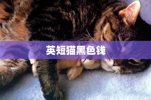 英短貓黑色錢