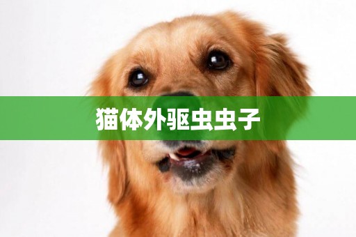 貓體外驅蟲蟲子