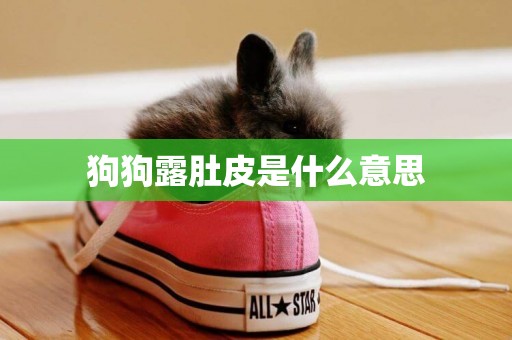 狗狗露肚皮是什么意思