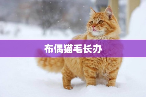 布偶貓毛長辦
