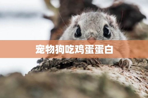 寵物狗吃雞蛋蛋白