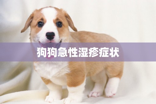 狗狗急性濕疹癥狀