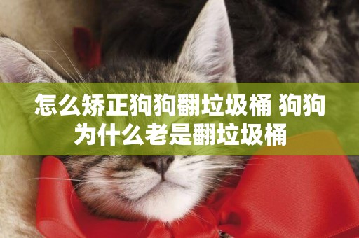 怎么矯正狗狗翻垃圾桶 狗狗為什么老是翻垃圾桶