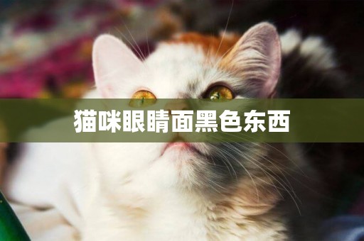 貓咪眼睛面黑色東西
