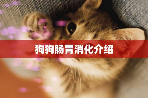 狗狗腸胃消化介紹