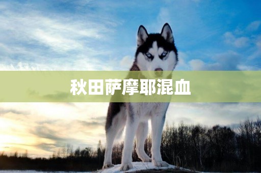秋田薩摩耶混血