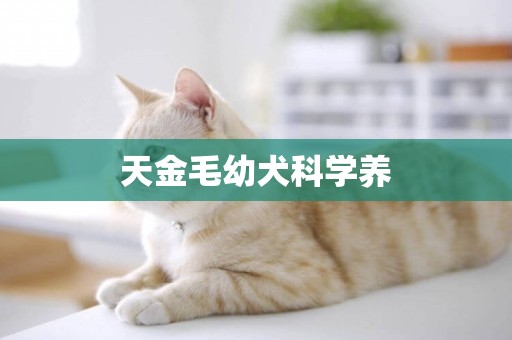 天金毛幼犬科學養