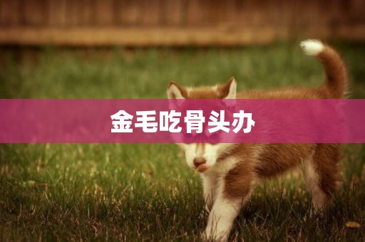 金毛吃骨頭辦