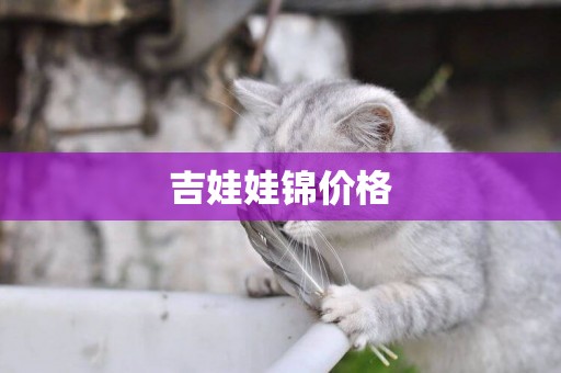 吉娃娃錦價格
