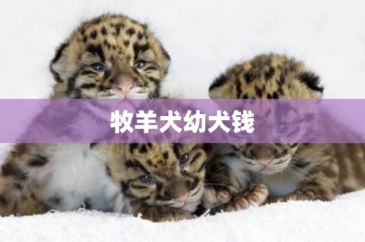 牧羊犬幼犬錢