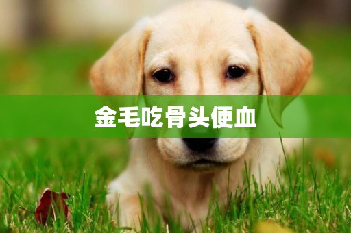 金毛吃骨頭便血