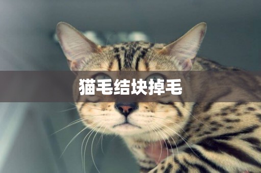 貓毛結塊掉毛