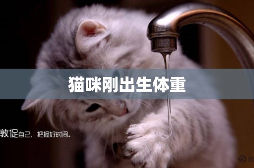 貓咪剛出生體重