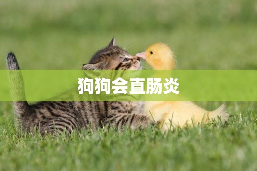 狗狗會直腸炎