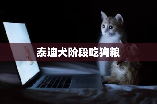 泰迪犬階段吃狗糧