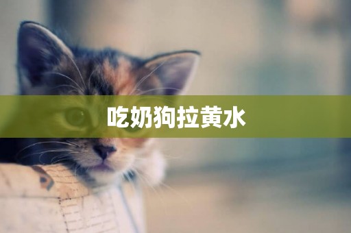 吃奶狗拉黃水