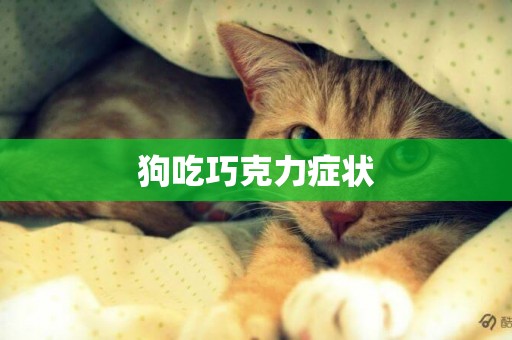 狗吃巧克力癥狀