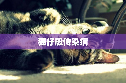 貓仔般傳染病