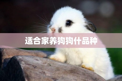 適合家養狗狗什品種