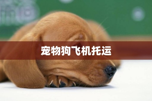 寵物狗飛機托運