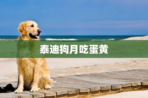 泰迪狗月吃蛋黃