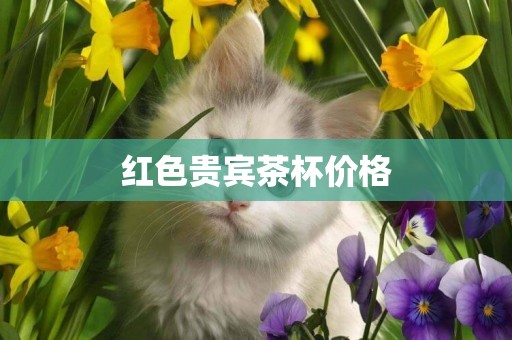 紅色貴賓茶杯價格
