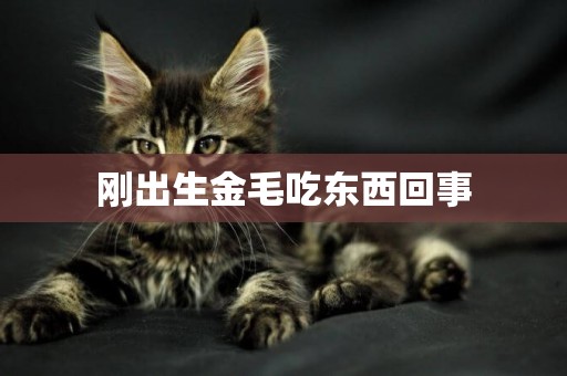 剛出生金毛吃東西回事