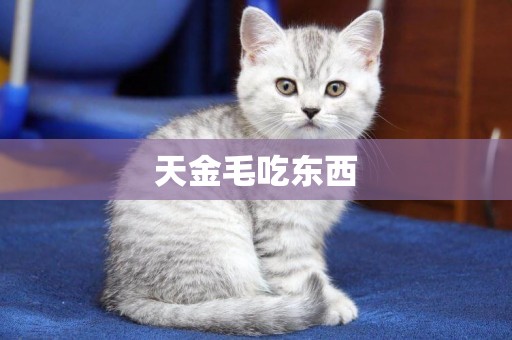 天金毛吃東西