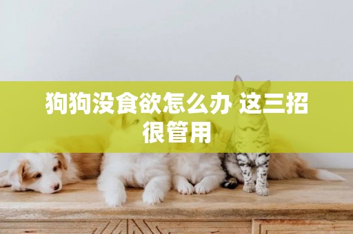 狗狗沒食欲怎么辦 這三招很管用