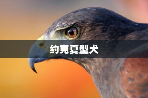 約克夏型犬