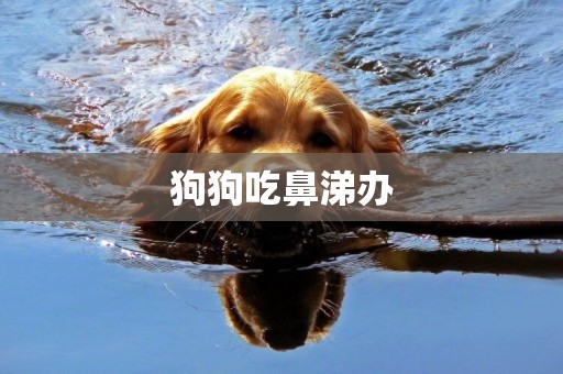 狗狗吃鼻涕辦