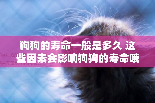 狗狗的壽命一般是多久 這些因素會影響狗狗的壽命哦