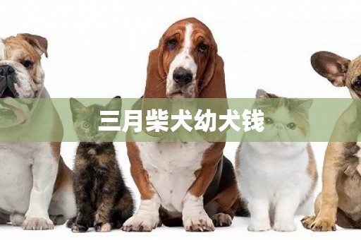 三月柴犬幼犬錢