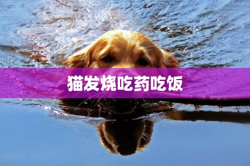 貓發燒吃藥吃飯