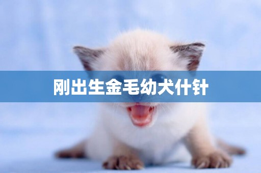 剛出生金毛幼犬什針