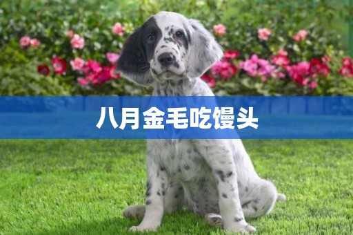 八月金毛吃饅頭