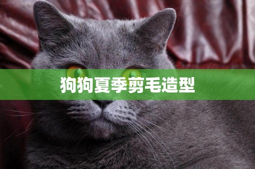 狗狗夏季剪毛造型