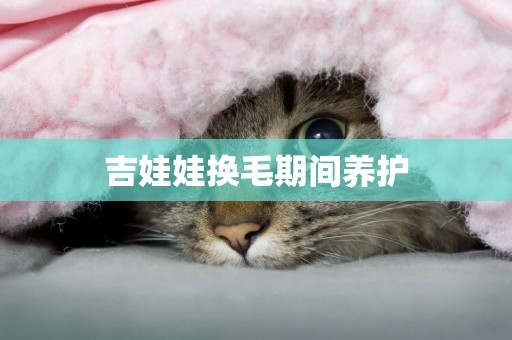 吉娃娃換毛期間養護