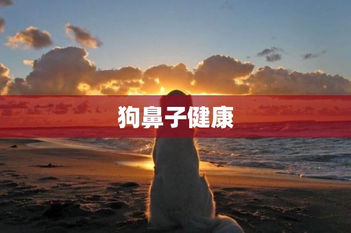 狗鼻子健康
