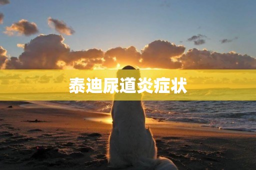 泰迪尿道炎癥狀