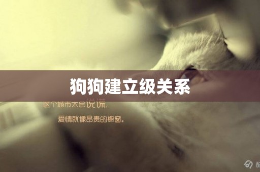 狗狗建立級關系