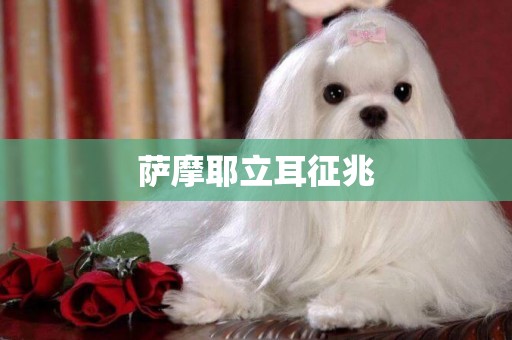 薩摩耶立耳征兆