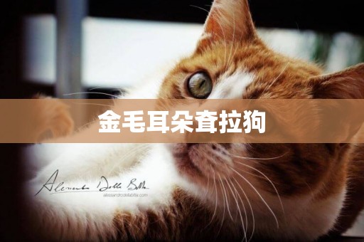 金毛耳朵耷拉狗