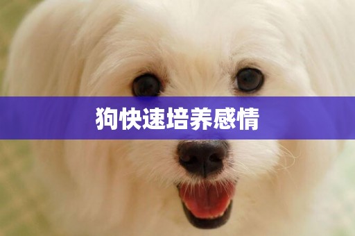 狗快速培養感情