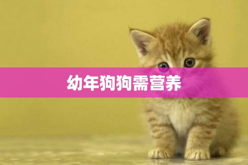 幼年狗狗需營養